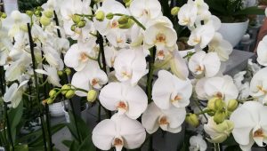 orchidée-blanc-mariage-bouquet-cérémonie-élégance-ldmcreateur