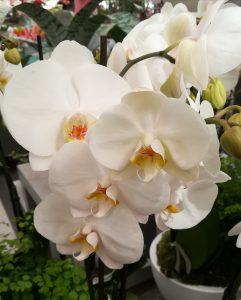 fleur-blanche-orchidée-mariage-cérémonie-champêtre-nature-ldmcreateur-LDM-Createur-fr