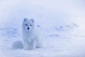 froid-bleu-blanc-neige-inspiration-nature-LDM-Createur-fr